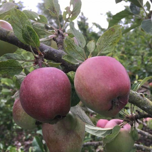Apple Tree Spartan Dessert | ScotPlants Direct